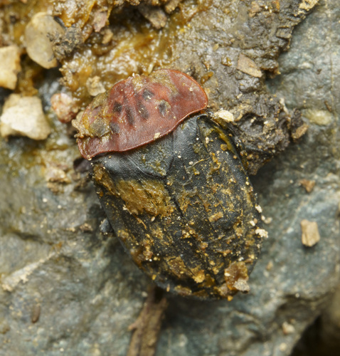 Oiceoptoma subrufum