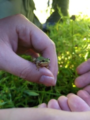 Hyla wrightorum