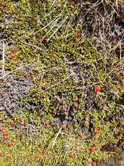 Coprosma niphophila