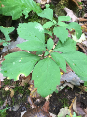 Pachysandra procumbens