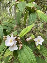 Melastoma