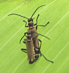 Chauliognathus flavipennis