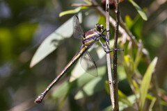 Petalura litorea