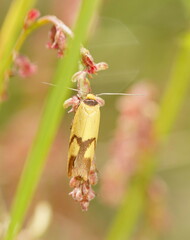 Plectobela ecliptica