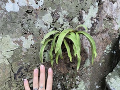 Pleopeltis macrocarpa