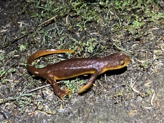 Taricha torosa