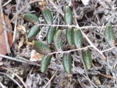 Pellaea andromedifolia pubescens