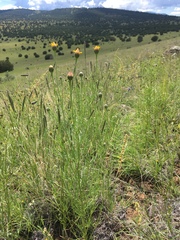 Adenophyllum wrightii