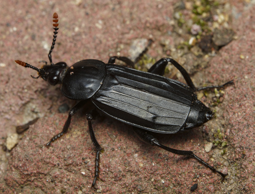 Shore Sexton Beetle