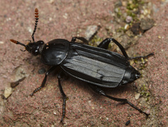 Silphidae