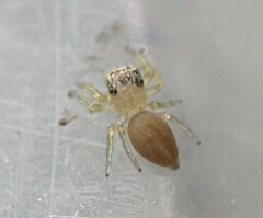 Maratus scutulatus