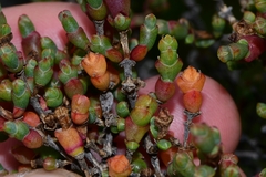 Tecticornia arbuscula