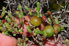 Tecticornia arbuscula