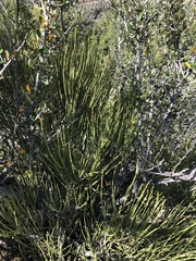 Ephedra trifurca