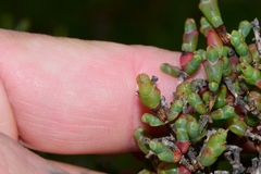 Tecticornia arbuscula