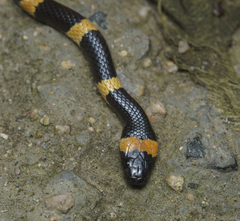 Lycodon liuchengchaoi