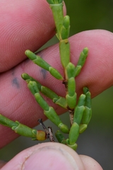 Tecticornia arbuscula