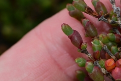 Tecticornia arbuscula