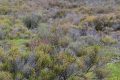 Tecticornia arbuscula