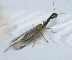 Raphidioptera