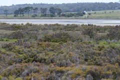 Tecticornia arbuscula