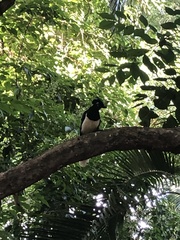 Cyanocorax chrysops