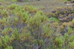 Tecticornia arbuscula