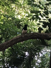 Cyanocorax chrysops