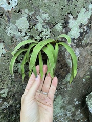 Pleopeltis macrocarpa