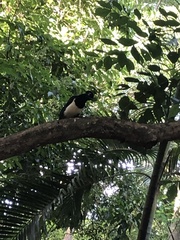 Cyanocorax chrysops