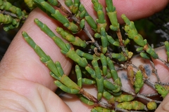 Tecticornia arbuscula