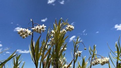 Gomphocarpus