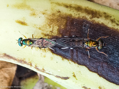 Sarginae