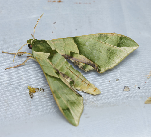 Callambulyx tatarinovii