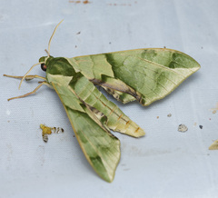 Callambulyx tatarinovii