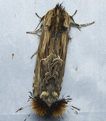 Dudusa sphingiformis