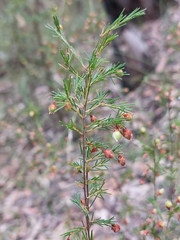 Dillwynia tenuifolia