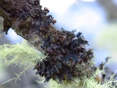 Tuckermanella fendleri