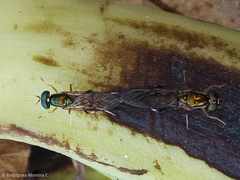 Sarginae