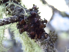 Tuckermanella fendleri
