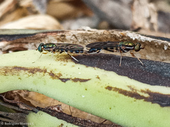 Sarginae