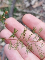 Dillwynia tenuifolia