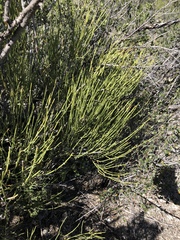 Ephedra trifurca