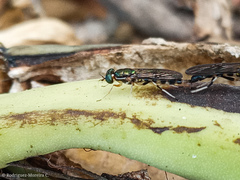 Sarginae