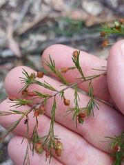Dillwynia tenuifolia