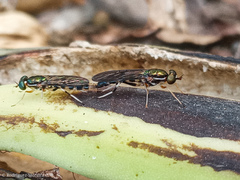 Sarginae