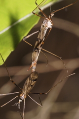 Gynoplistia subfasciata