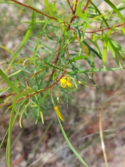 Persoonia nutans