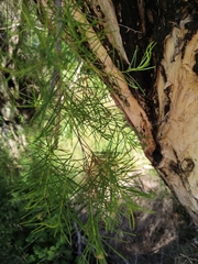 Melaleuca rhaphiophylla