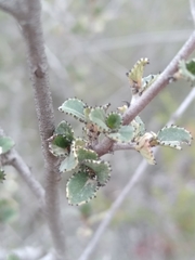 Ceanothus tomentosus